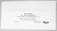 Puccinia echinopis image